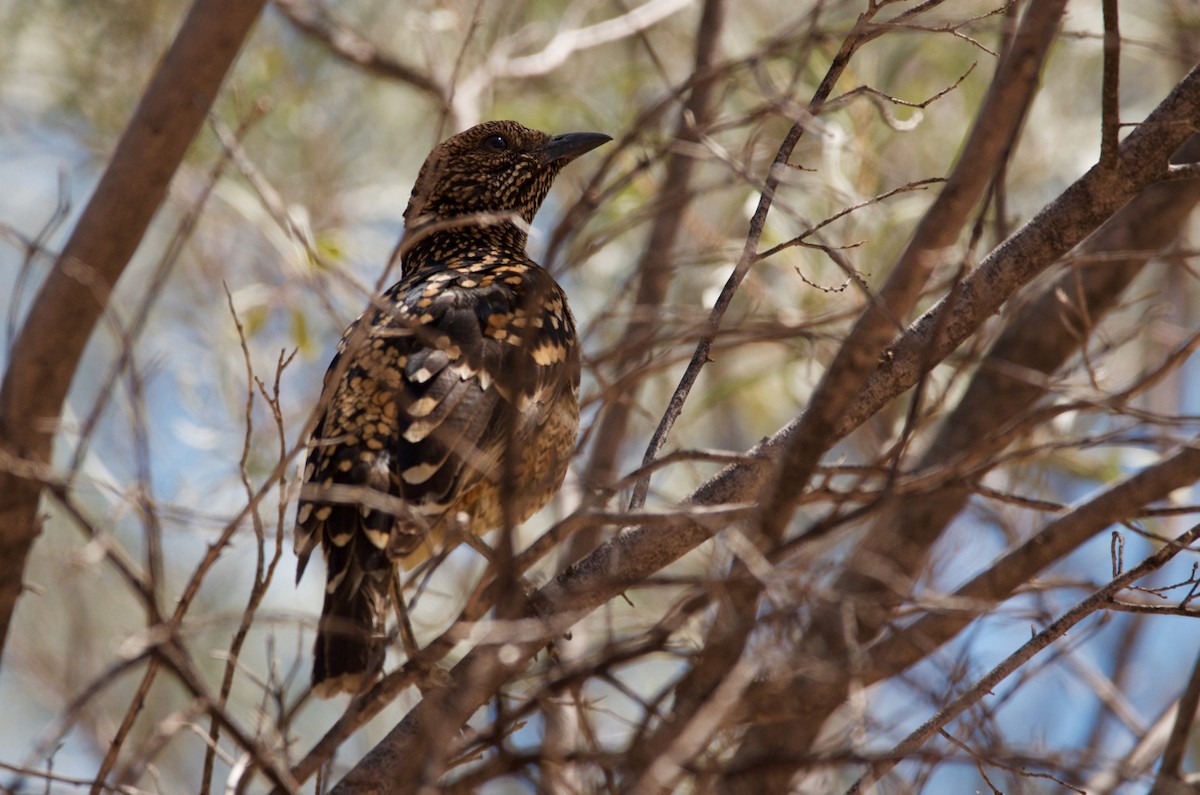 Tropfenlaubenvogel - ML487293381