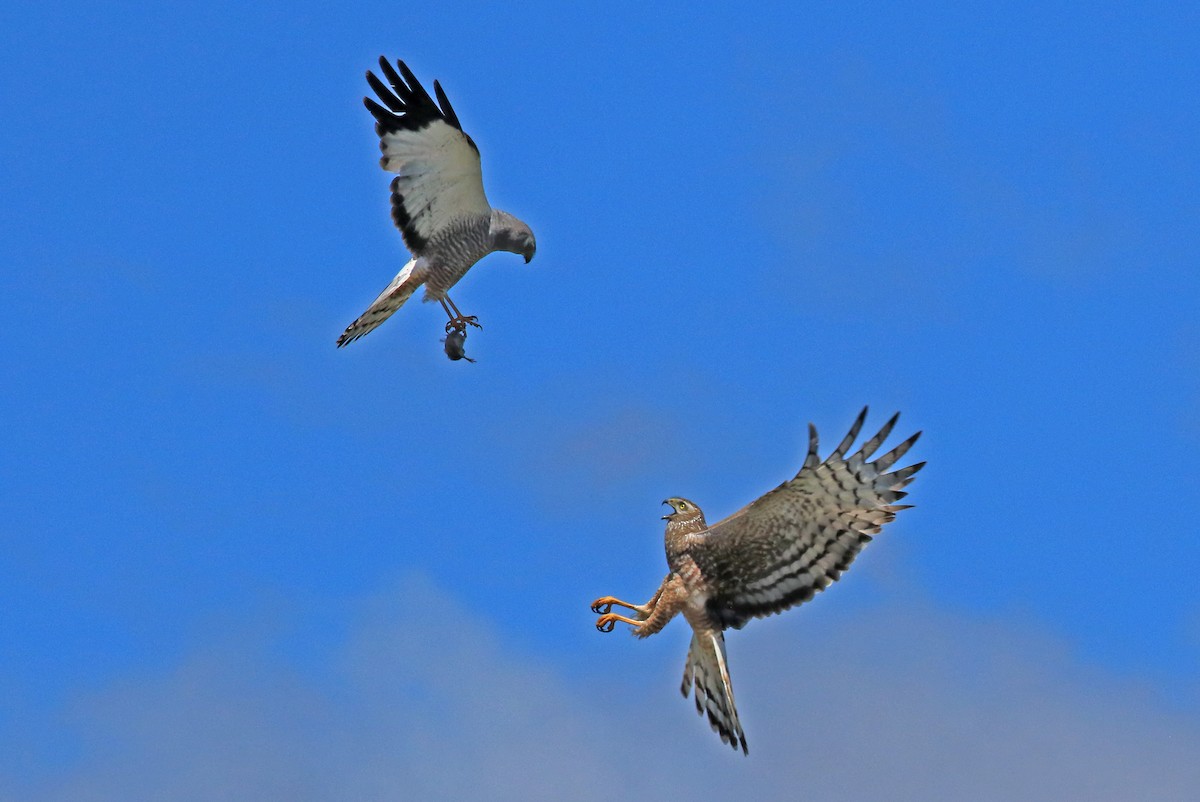 Cinereous Harrier - Phillip Edwards