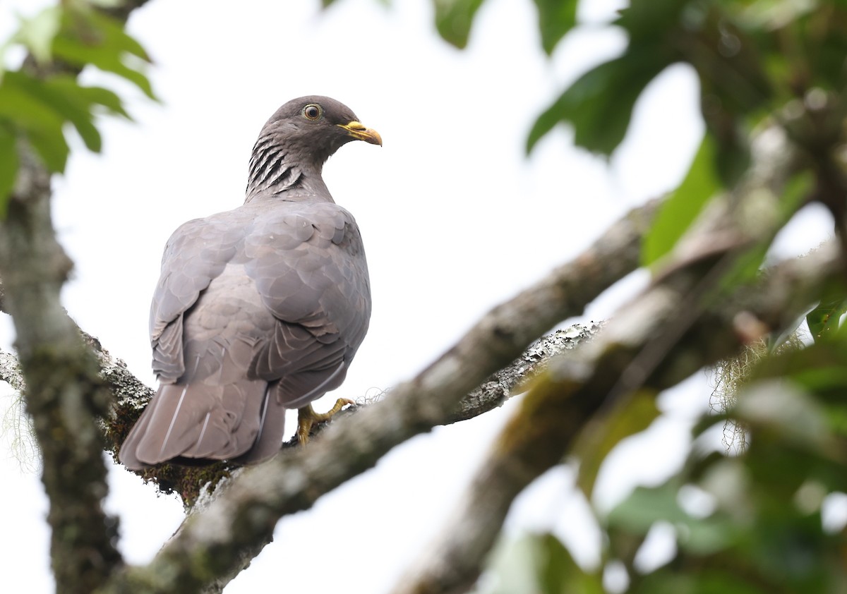 Comoro Pigeon - ML487294961