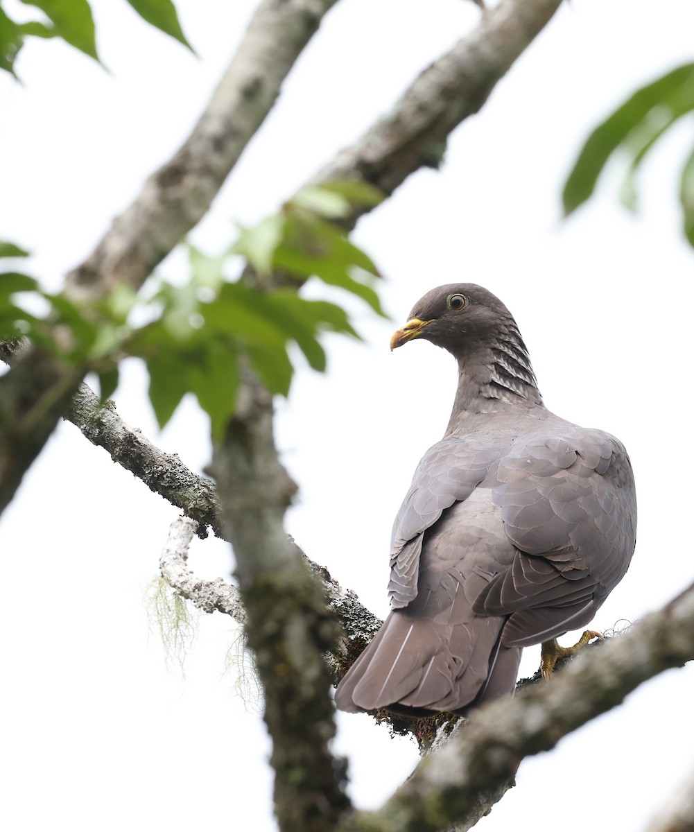 Comoro Pigeon - ML487294971