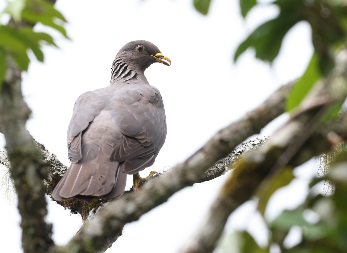 Comoro Pigeon - ML487294981