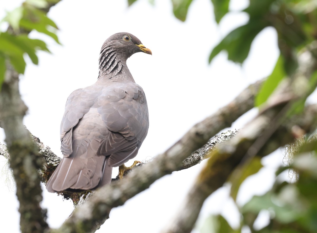 Comoro Pigeon - ML487294991