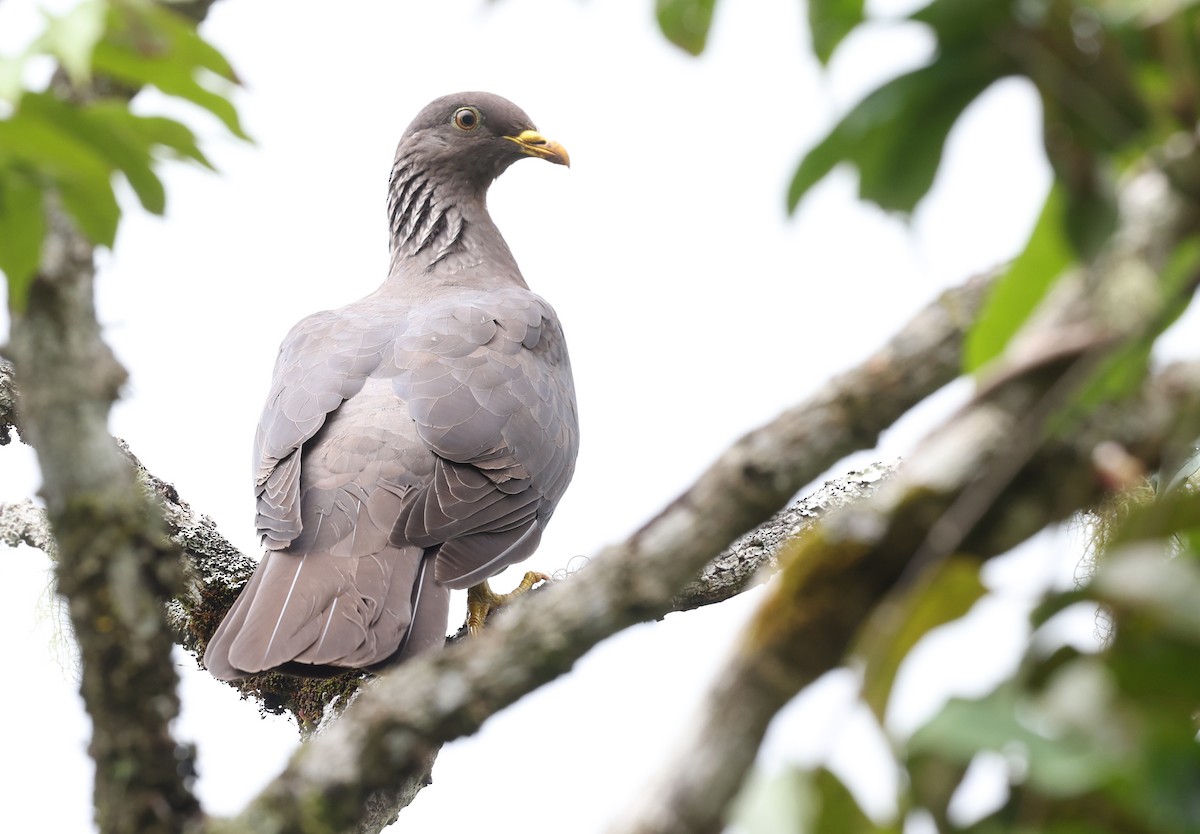 Comoro Pigeon - ML487295001