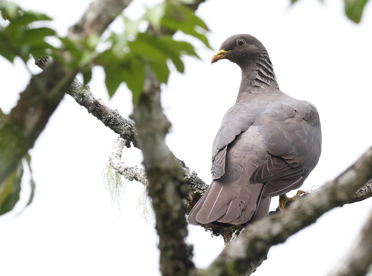 Comoro Pigeon - ML487295011