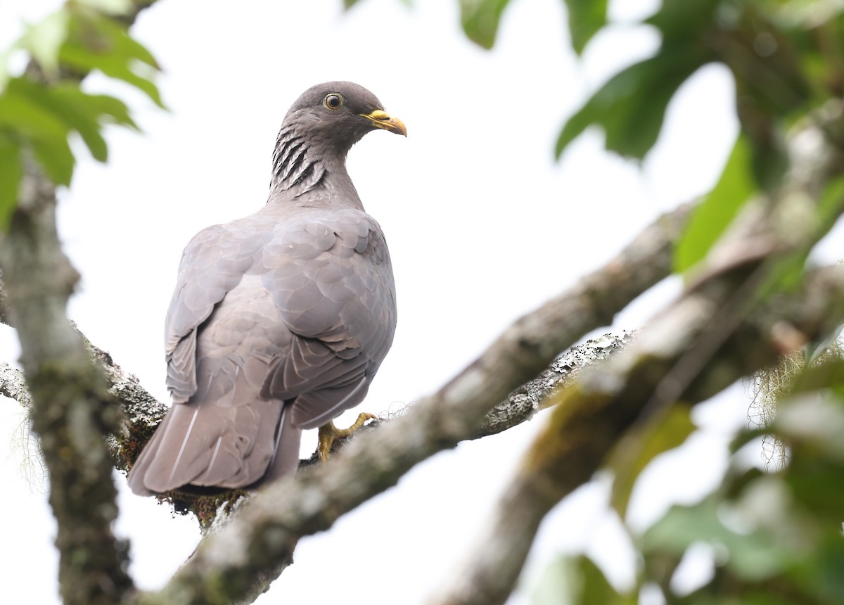 Comoro Pigeon - ML487295021