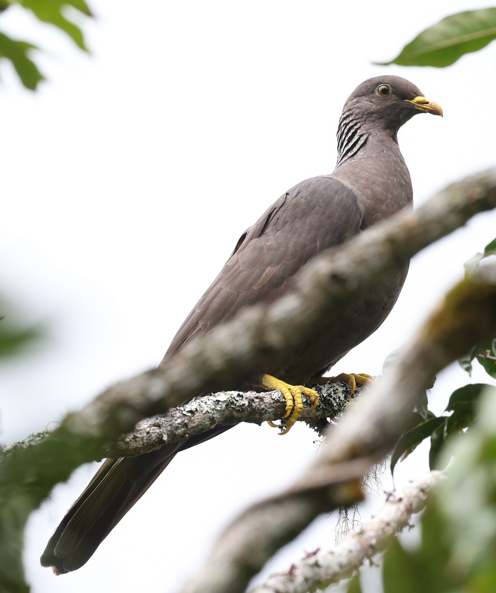 Comoro Pigeon - ML487295501