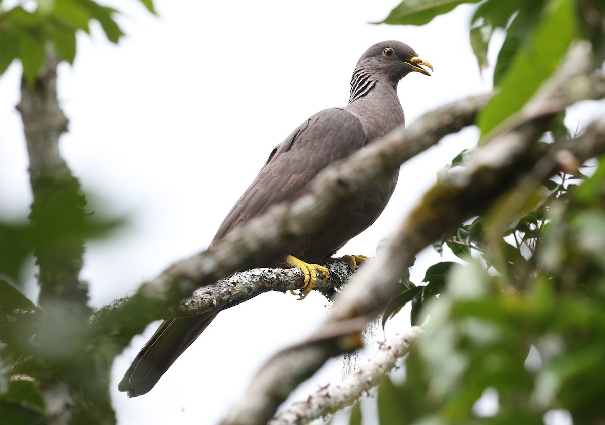 Comoro Pigeon - ML487295521