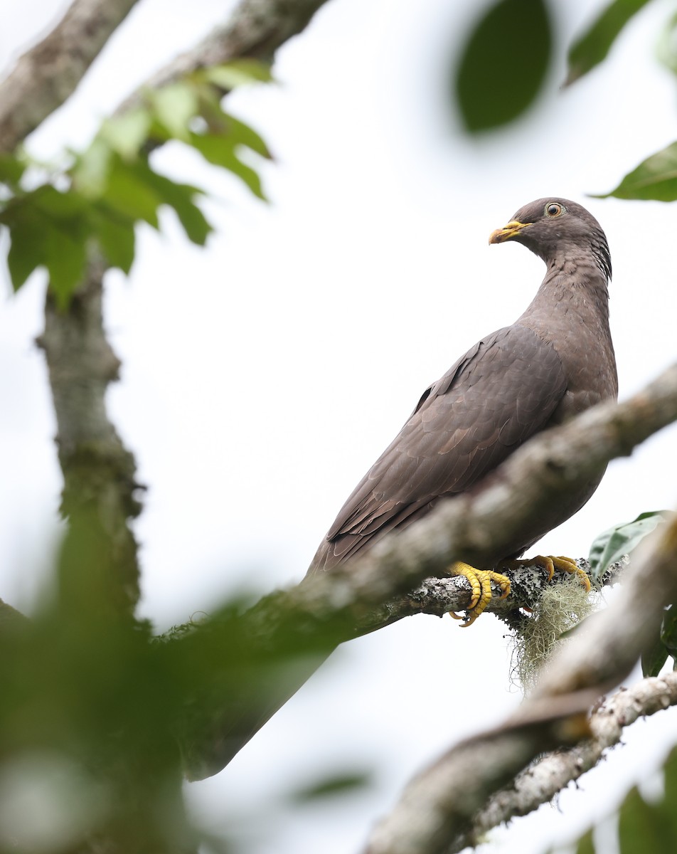 Comoro Pigeon - ML487295581