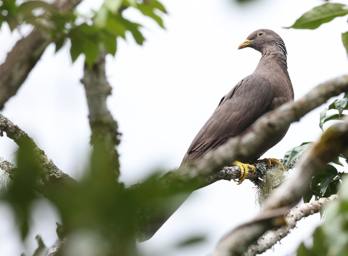 Pigeon des Comores - ML487295591