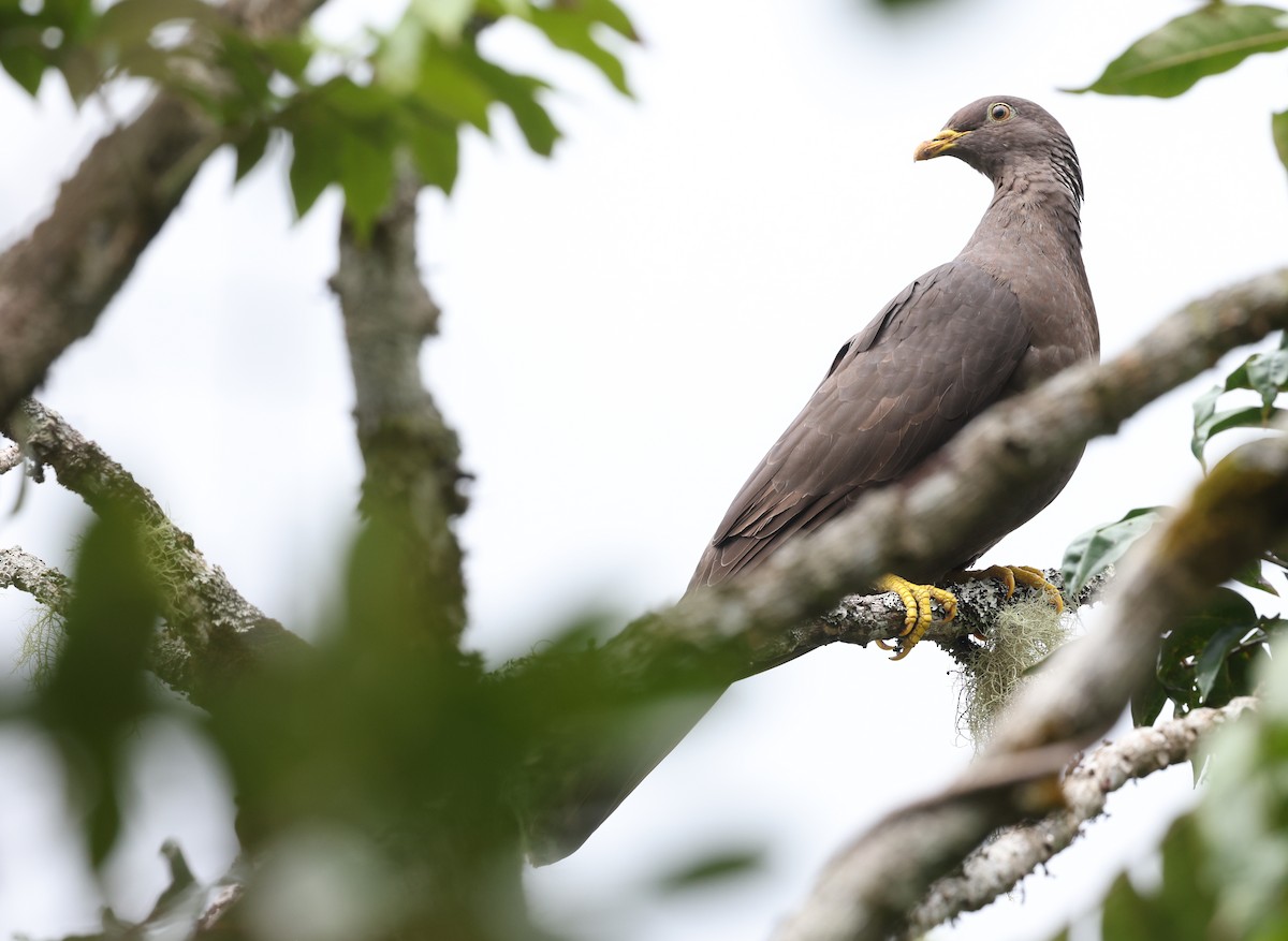 Comoro Pigeon - ML487295601