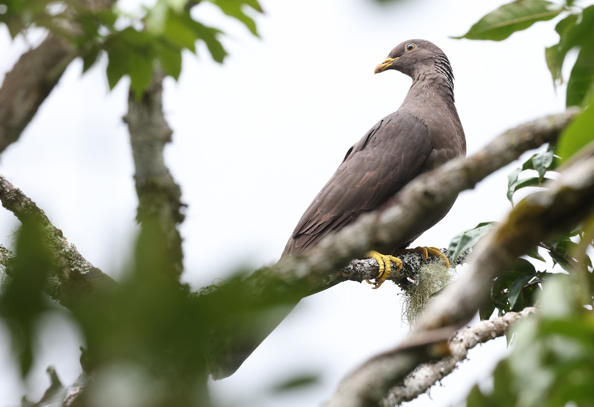 Pigeon des Comores - ML487295621