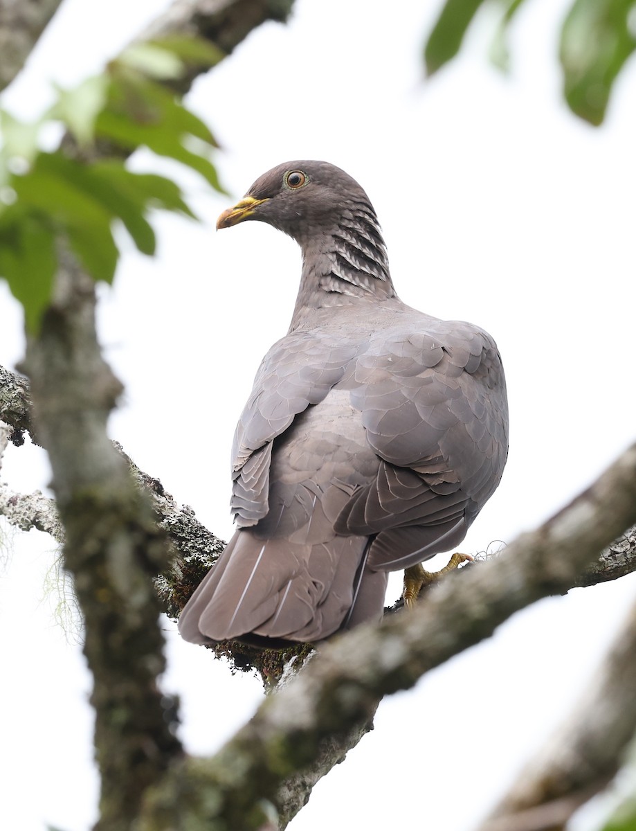 Comoro Pigeon - ML487295701