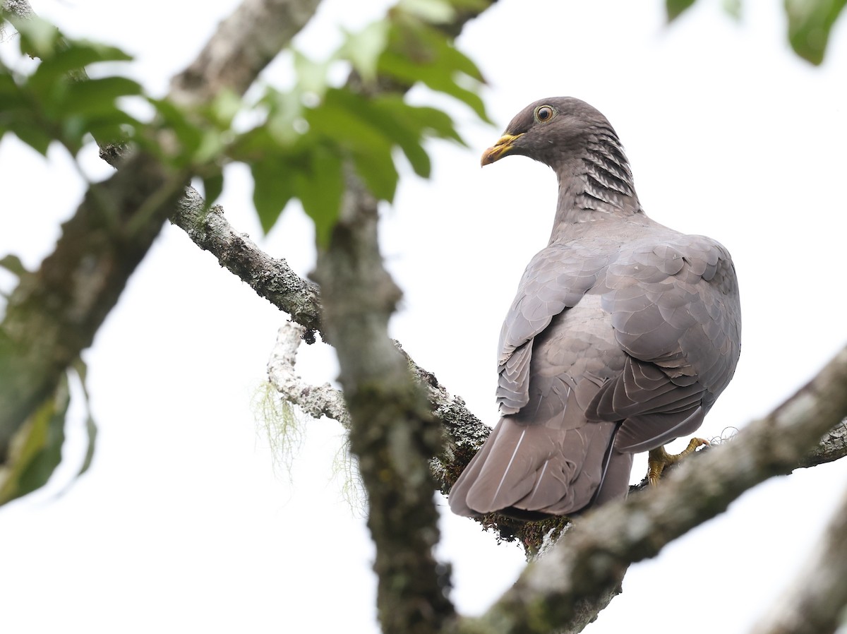 Comoro Pigeon - ML487295711