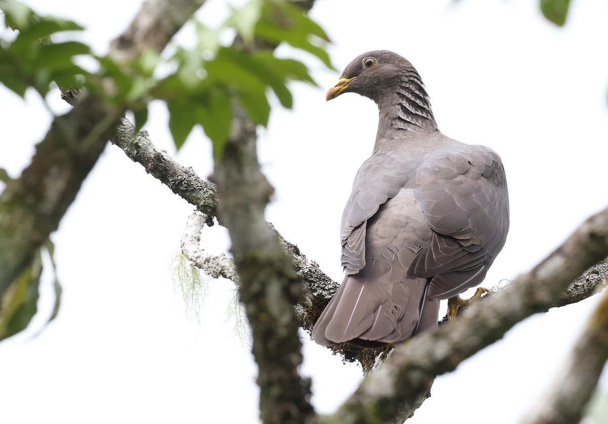 Comoro Pigeon - ML487295721