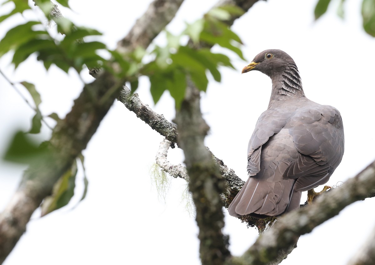 Comoro Pigeon - ML487295731