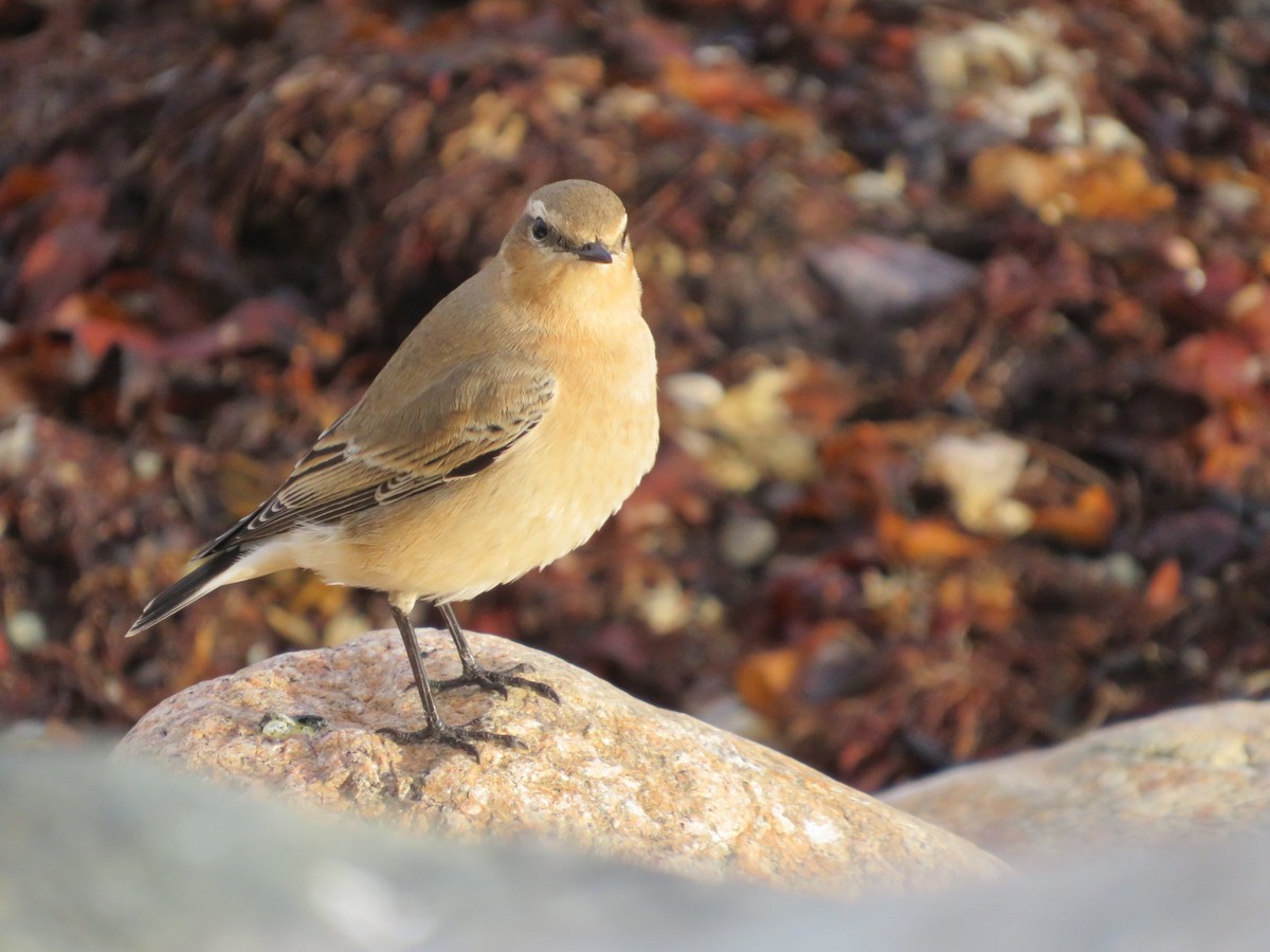 Northern Wheatear - ML487296321