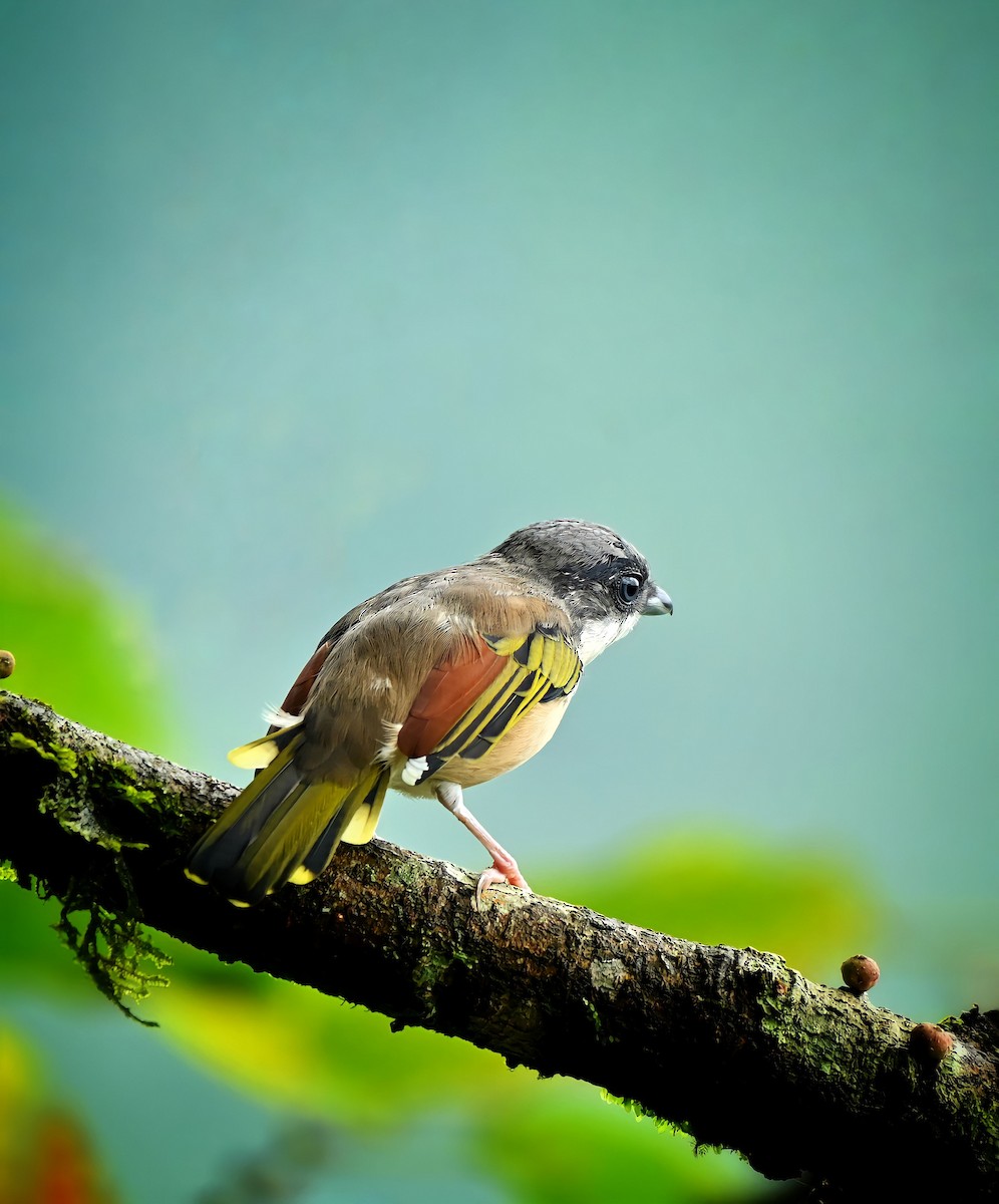 White-browed Shrike-Babbler (Himalayan) - ML487296801