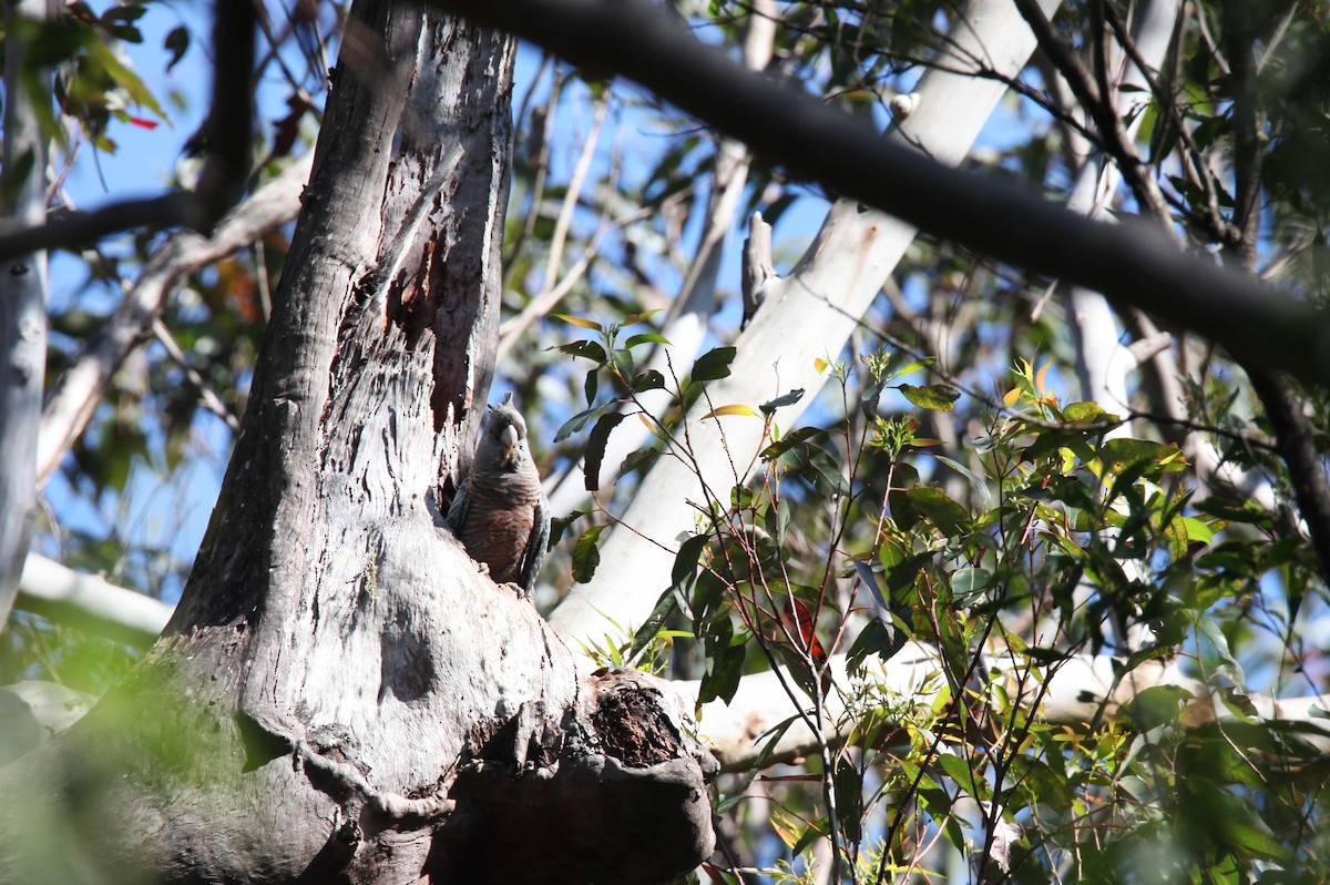 Gang-gang Cockatoo - ML487297551