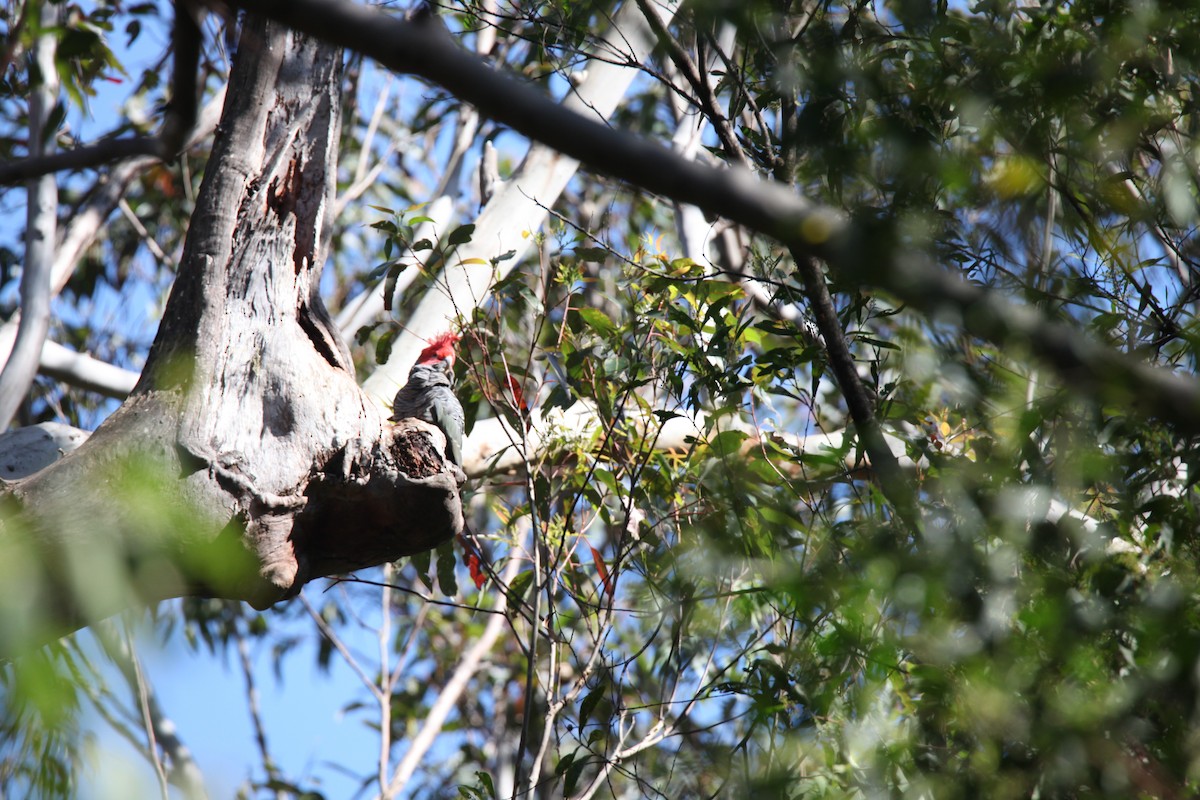 Gang-gang Cockatoo - ML487297561