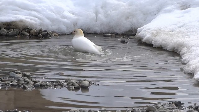 Snowy Sheathbill - ML487298