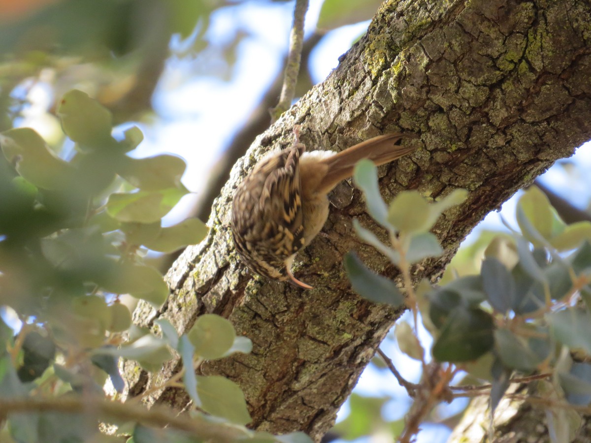 Short-toed Treecreeper - Federico  Iglesias García