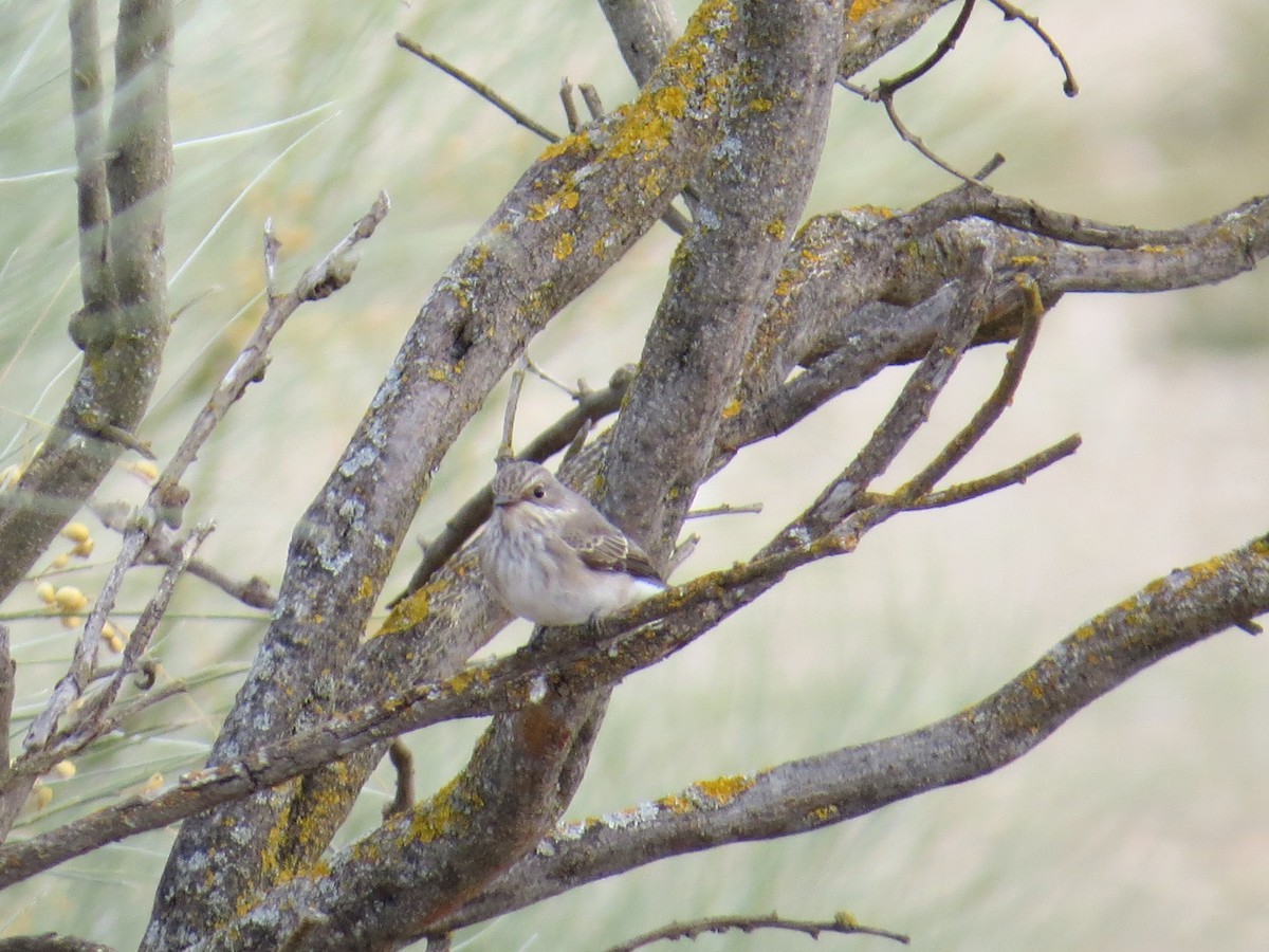 Spotted Flycatcher - Federico  Iglesias García