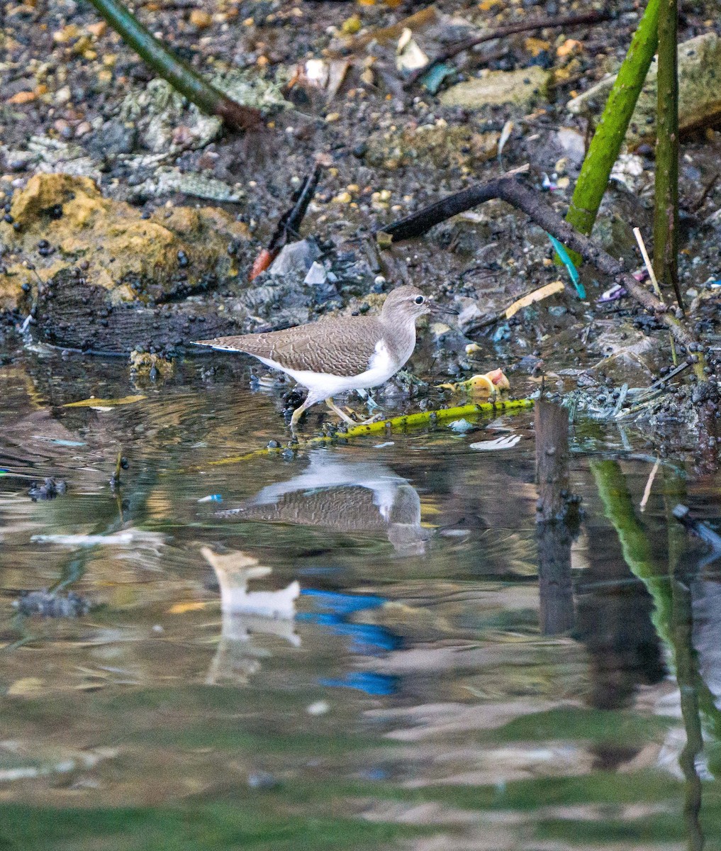 Common Sandpiper - ML487304331