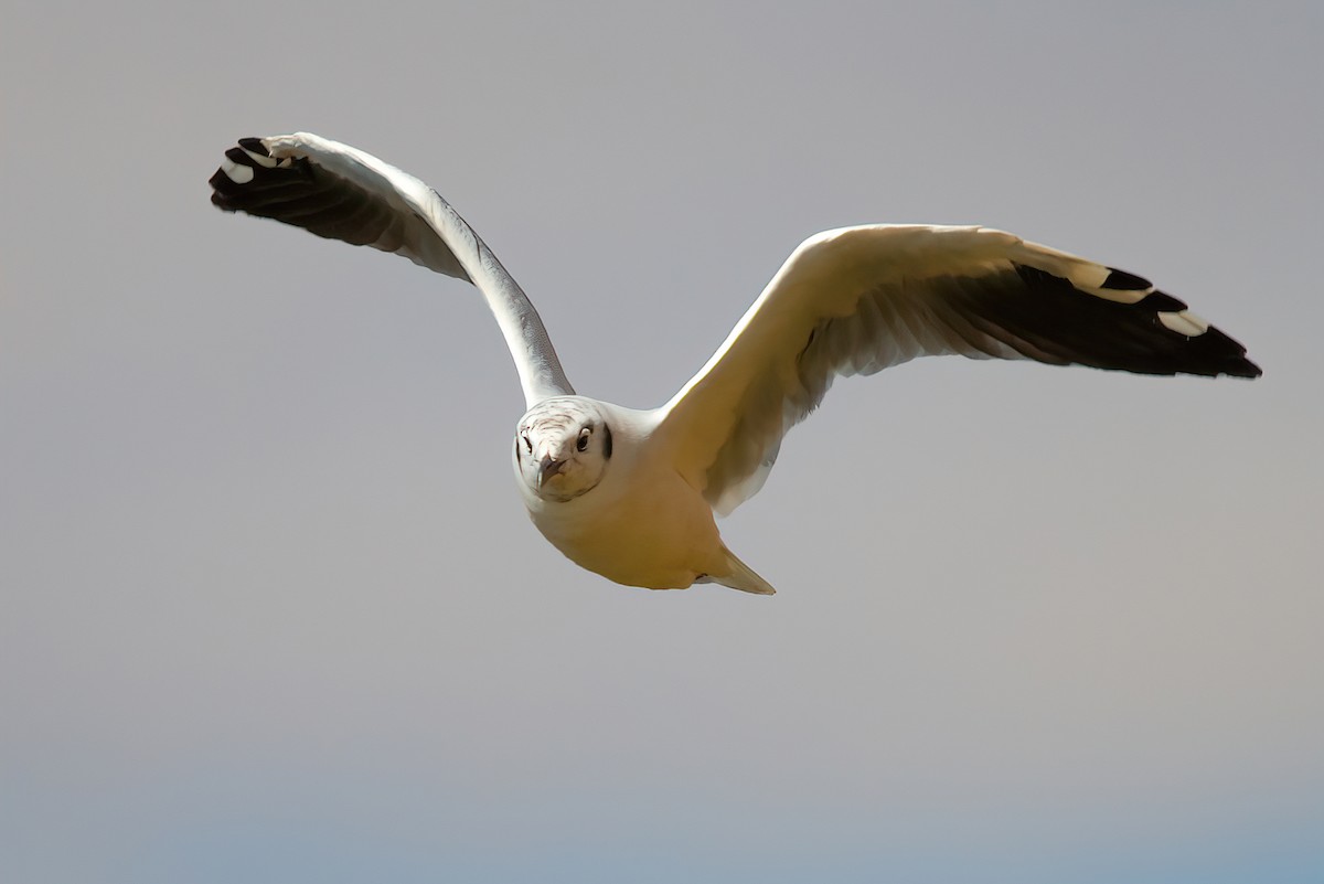 Andean Gull - ML487306881