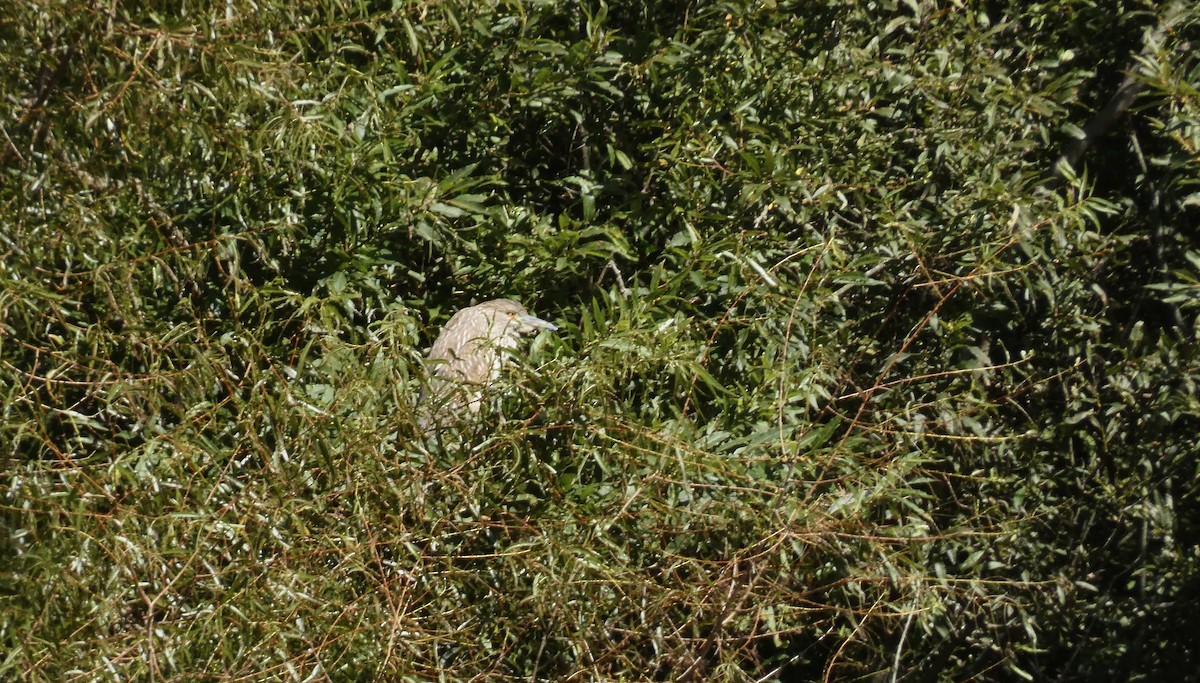 Black-crowned Night Heron - ML487307001