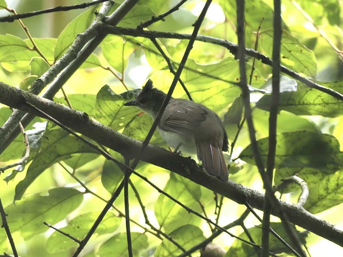 Puff-backed Bulbul - ML487307611