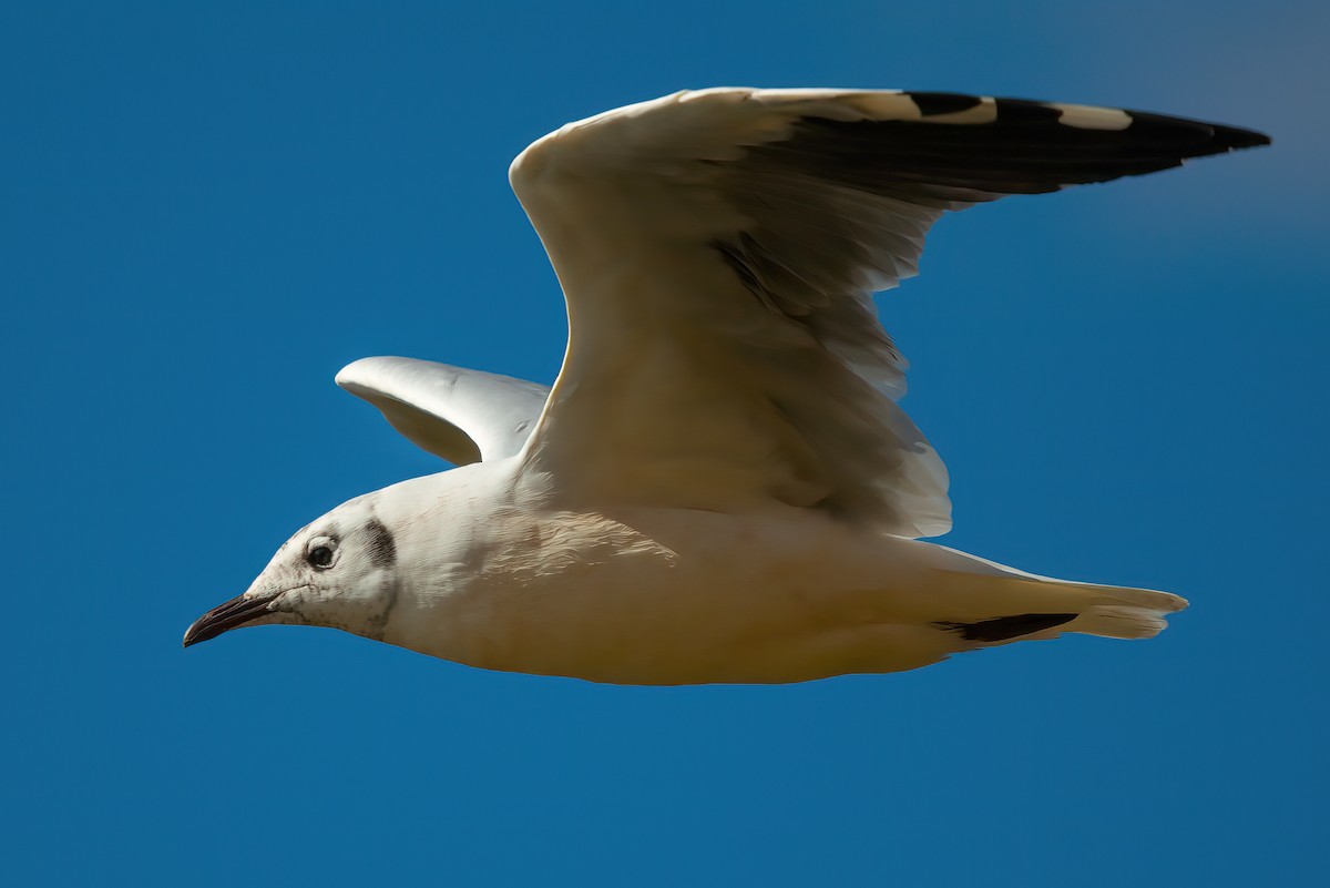 Andean Gull - ML487307931