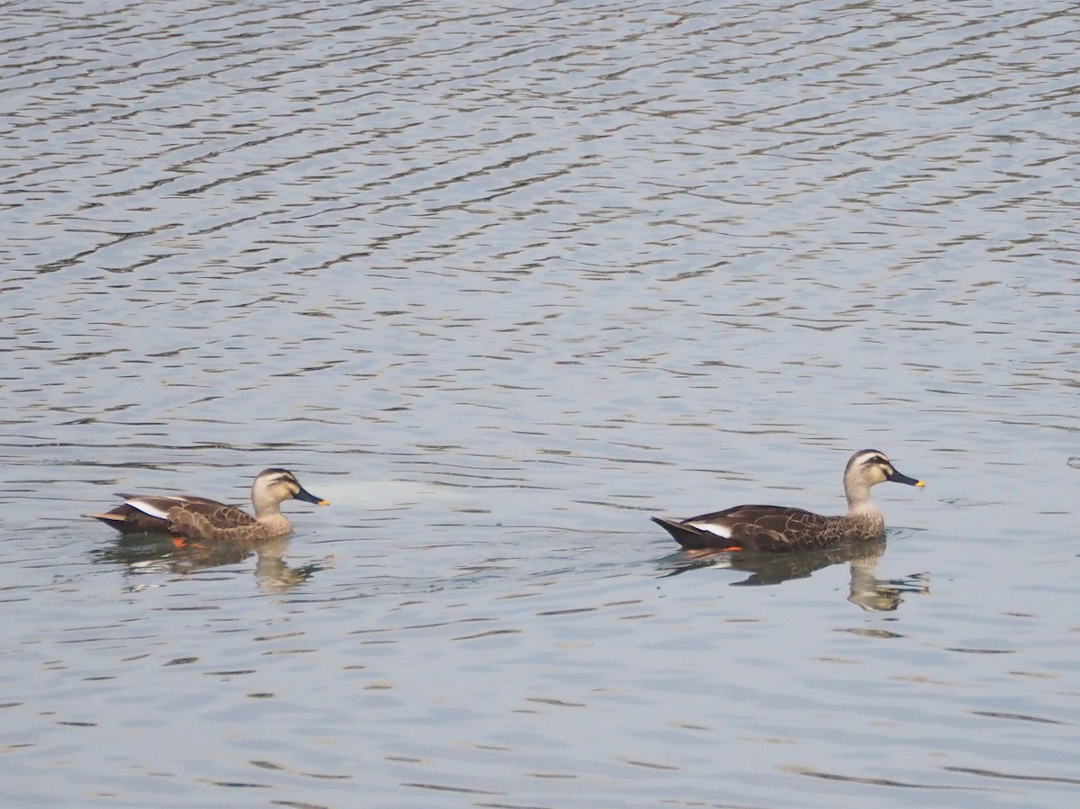 Eastern Spot-billed Duck - ML487308431