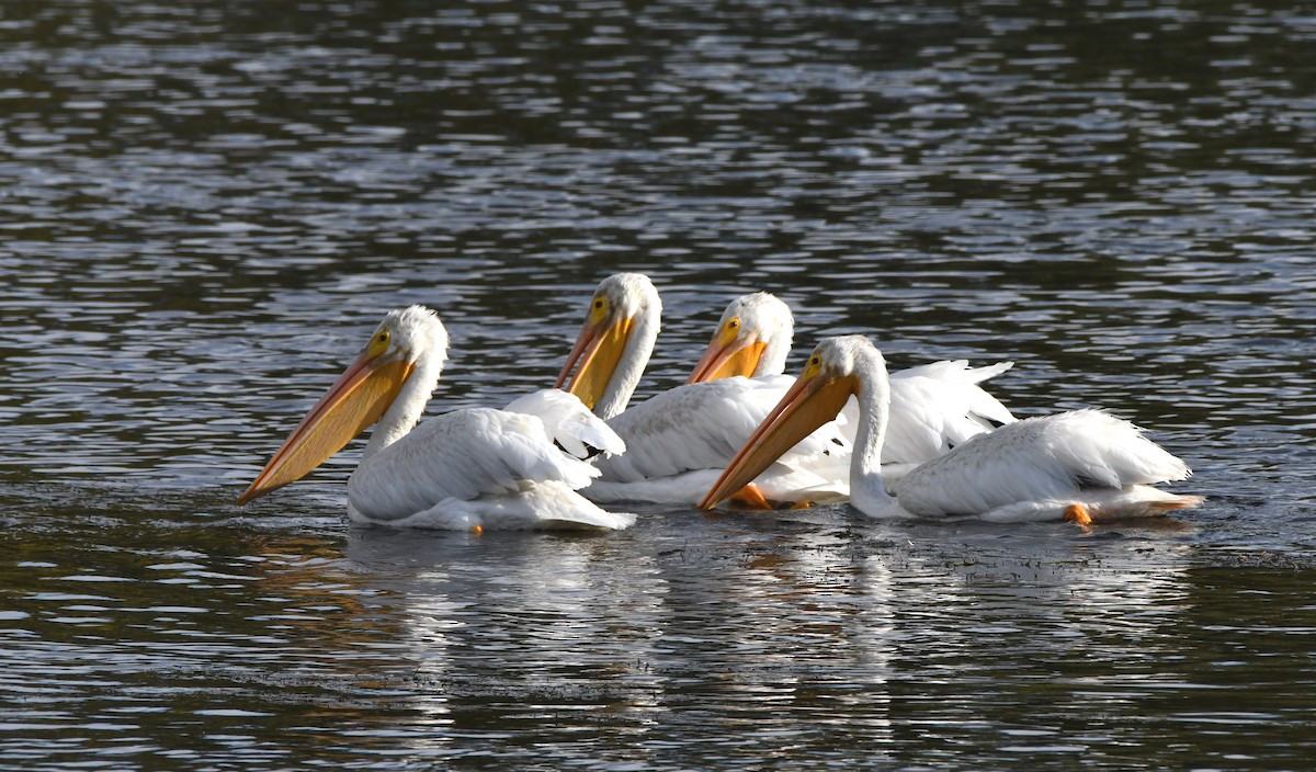 American White Pelican - ML487309501