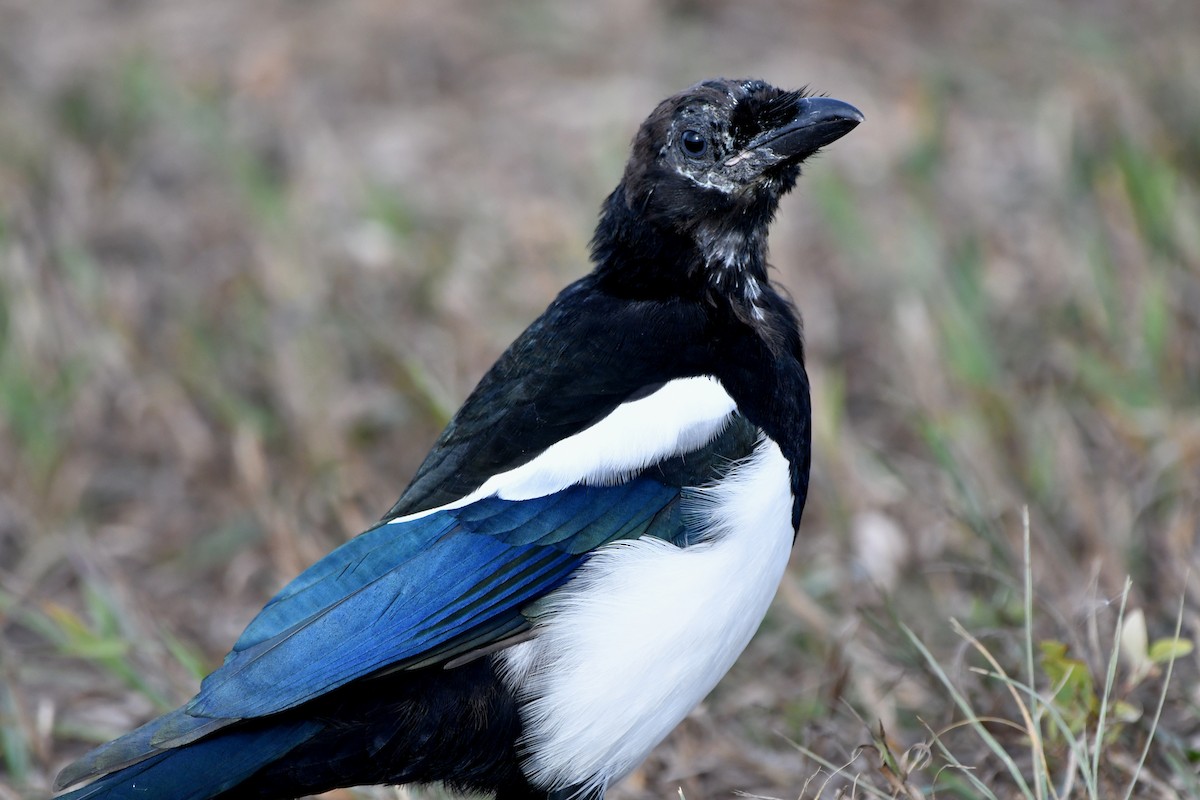 Black-billed Magpie - ML487309661