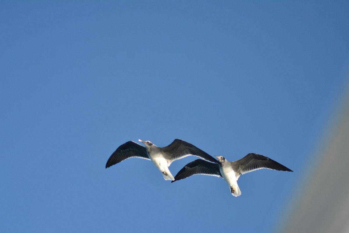 White-eyed Gull - ML487309921