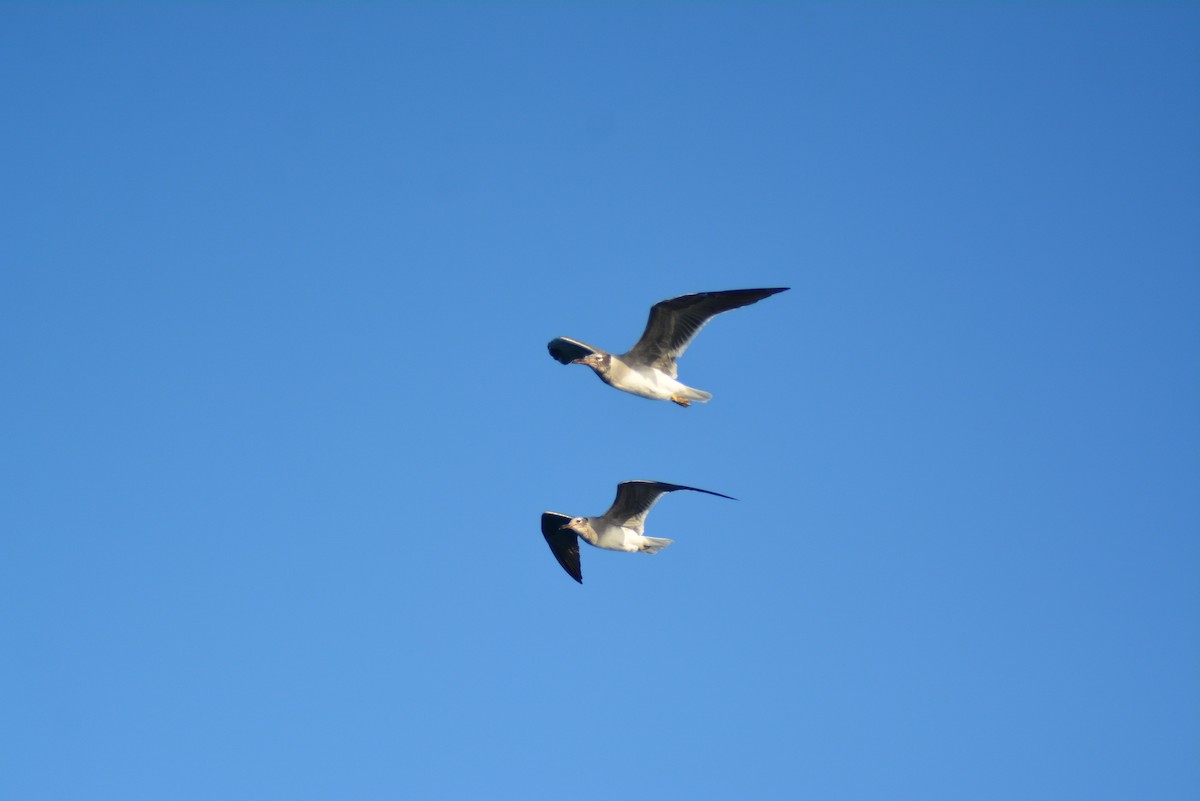 White-eyed Gull - ML487309931