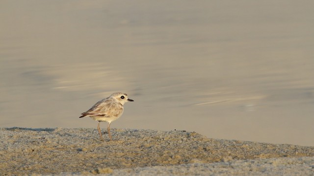 Snowy Plover (nivosus) - ML487310