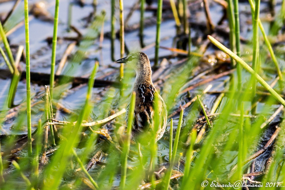 Yellow-breasted Crake - Jorge Eduardo Ruano