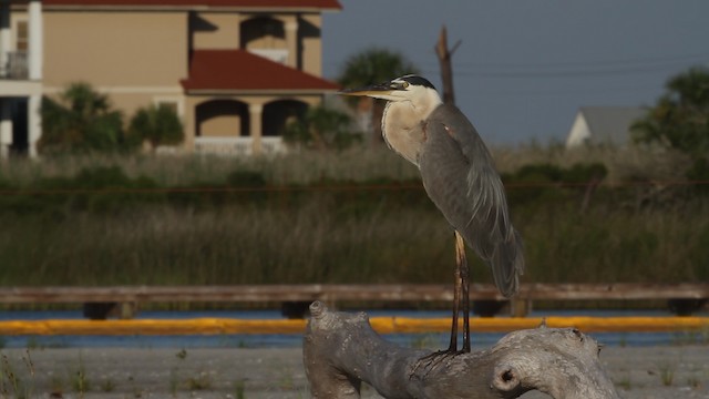 Garza Azulada (grupo herodias) - ML487311