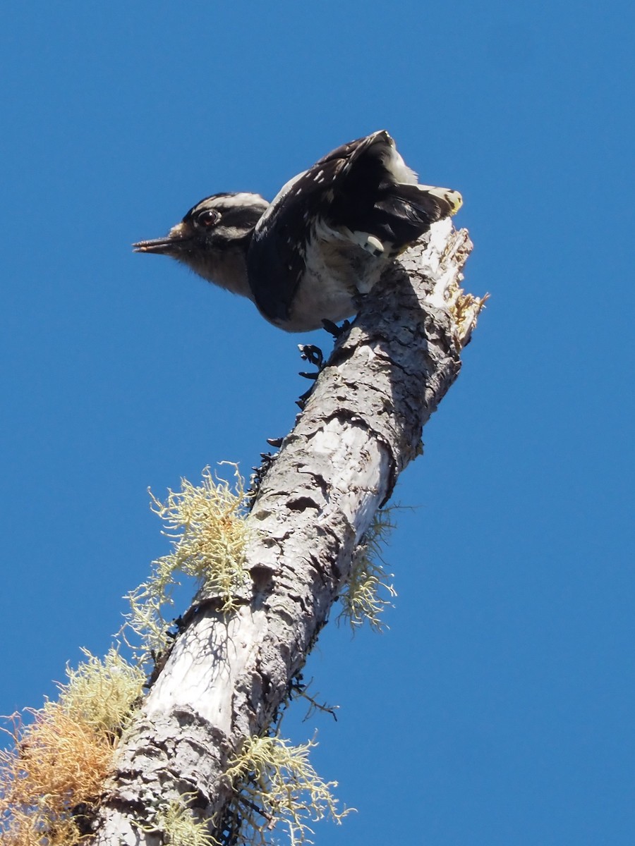 Downy Woodpecker - ML487311231