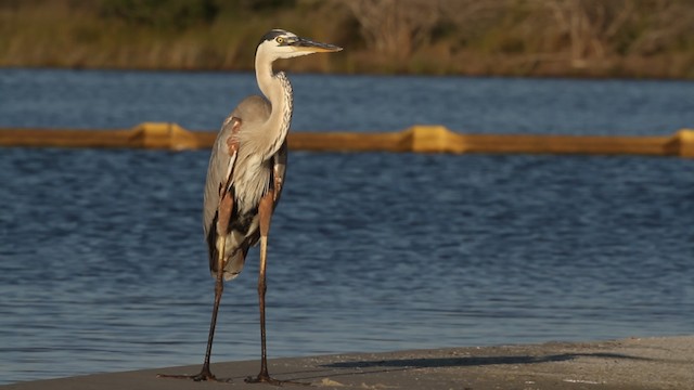 Great Blue Heron (Great Blue) - ML487312