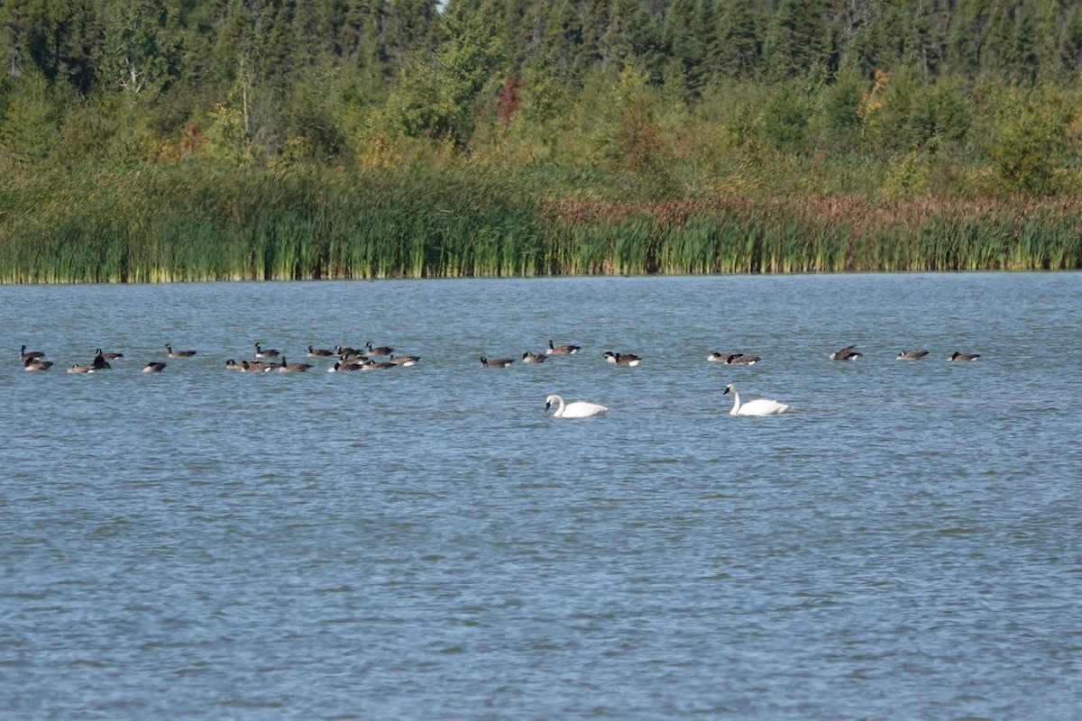 Канад галуу - ML487312451