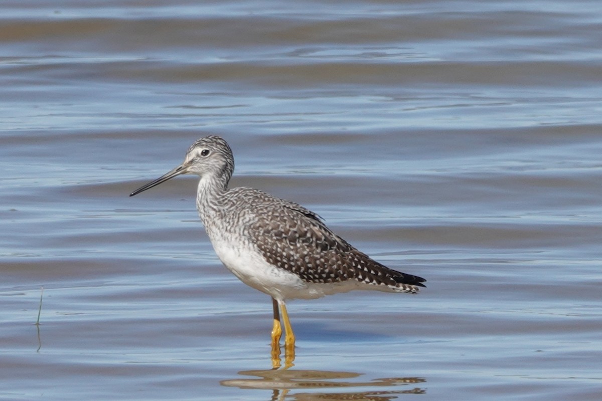 Greater Yellowlegs - ML487313891