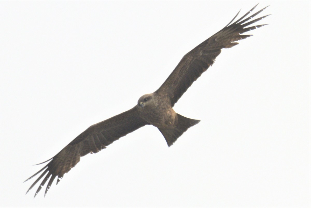 Black Kite - ML487314341