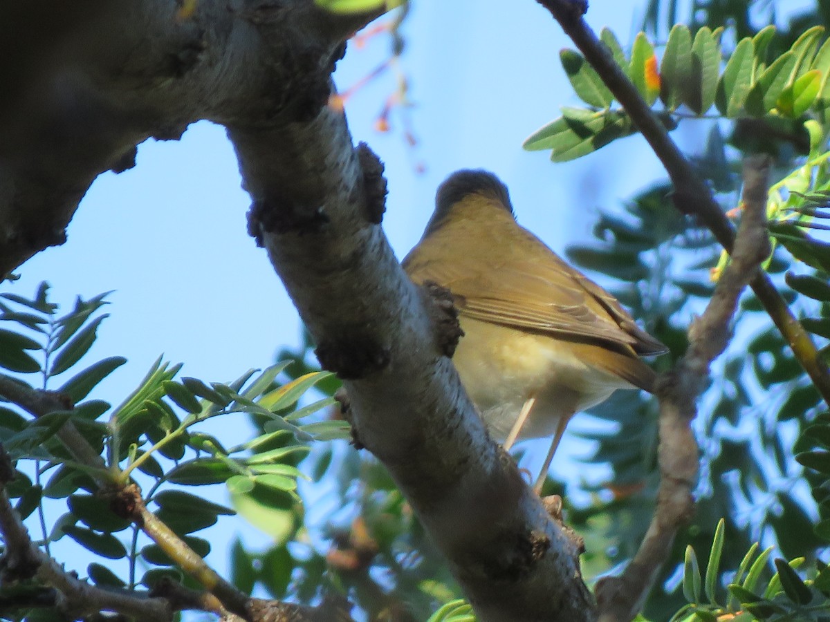 Swainson's Thrush - ML487314751