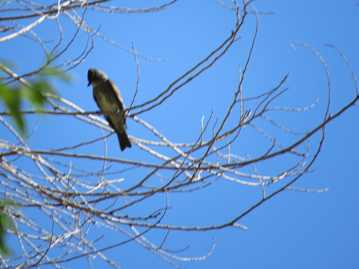 Olive-sided Flycatcher - ML487314791