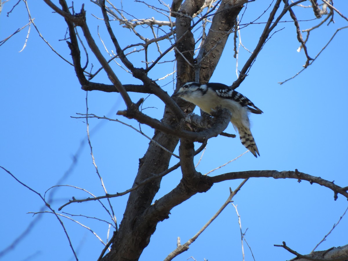 Downy Woodpecker - ML487315121