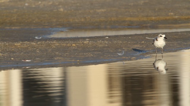 Snowy Plover (nivosus) - ML487317