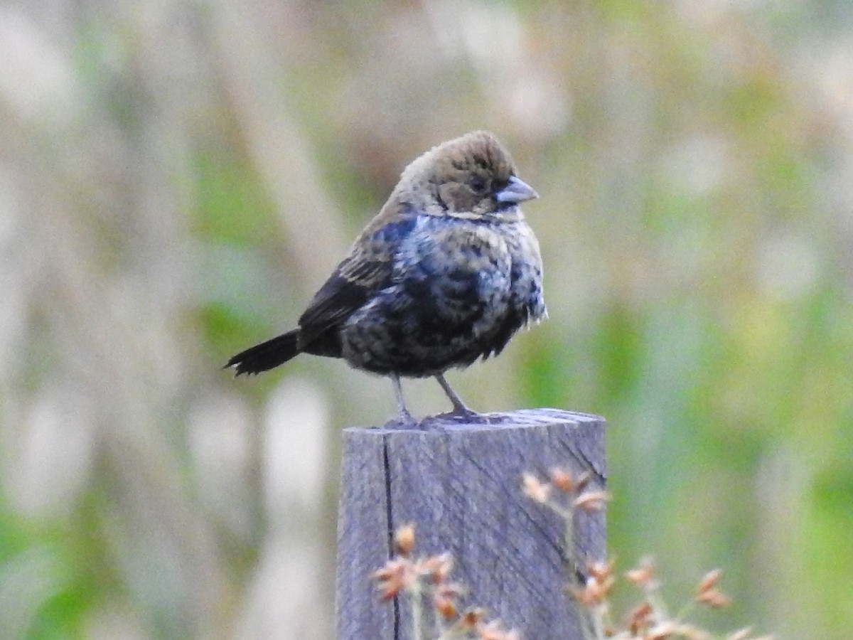 Blue-black Grassquit - Ricardo Centurión