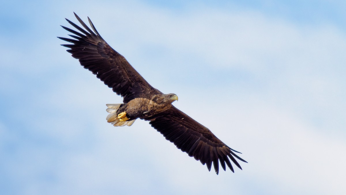 White-tailed Eagle - ML487317651